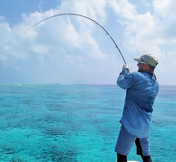 Ein starker Trevally biegt die Fliegenrute